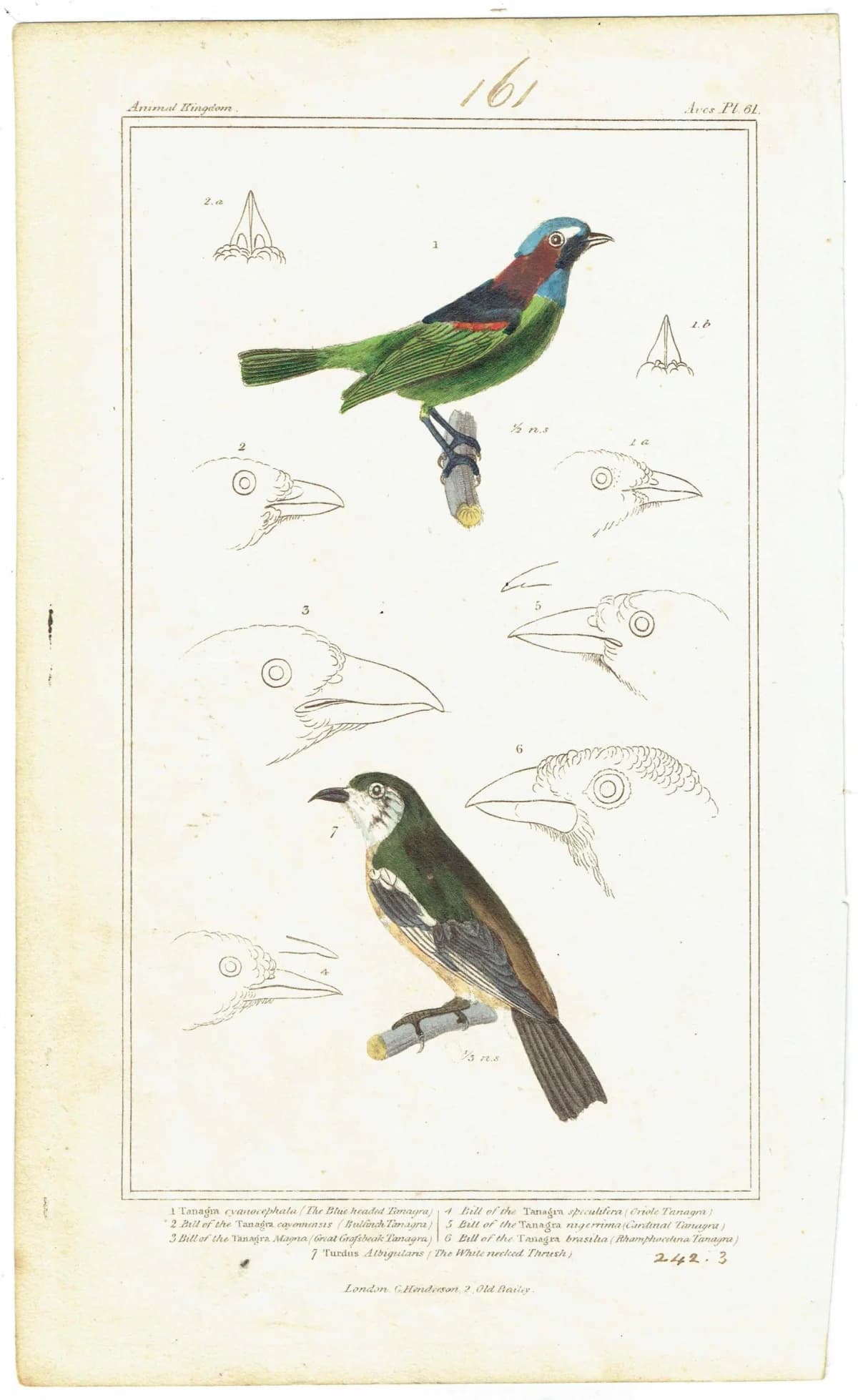 c.1836 Animal Kingdom Aves Pl.61 Antique Bird Print - Blue-headed Tanagra & White-necked Thrush - Hand Coloured Ornithology - 8.5 x 5 in