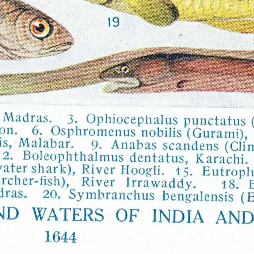 1928 Indian & Canadian Freshwater Fish - Original Vintage Print By Green - I See All Encyclopedia Ichthyology Study - 6 x 9 in