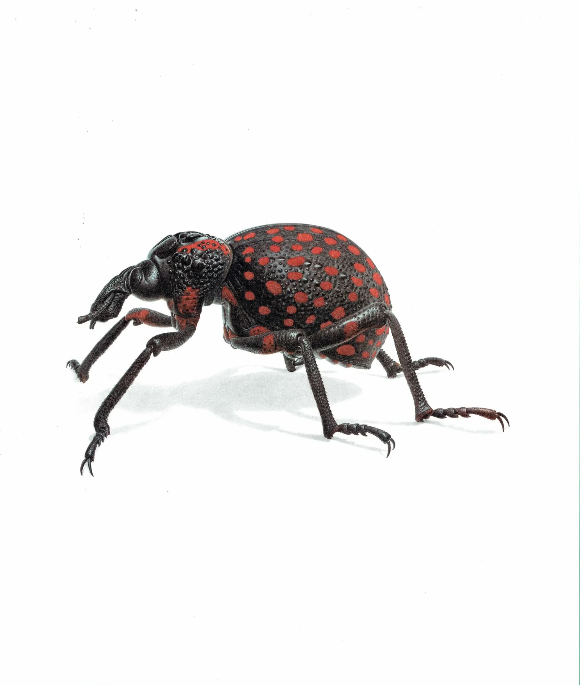 1986 Weevil Brachycerus Apterus Print - Durin Bernard Les Insectes - Vintage Scientific Illustration- Linnaeus Entomology - 11 x 13 in