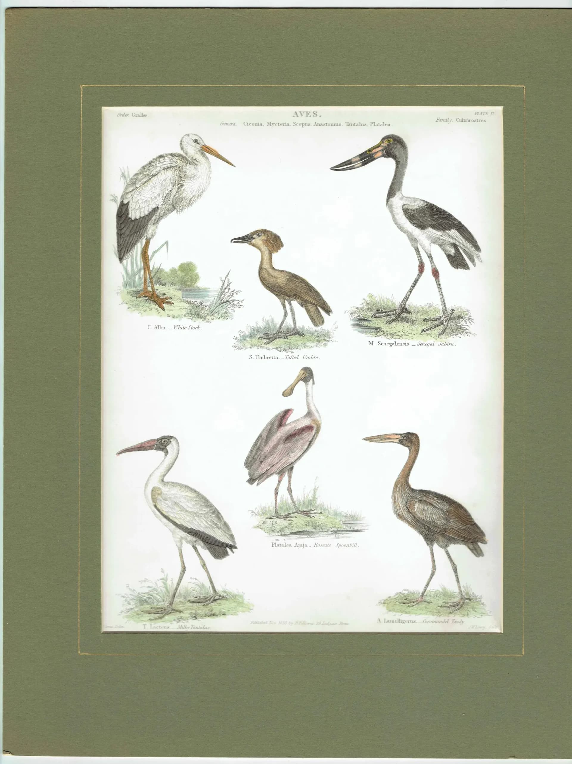 1838 Aves Bird Print - Hand-Coloured print – Stork, Spoonbill, Ibis & Jabiru – 8.5 x 11 in