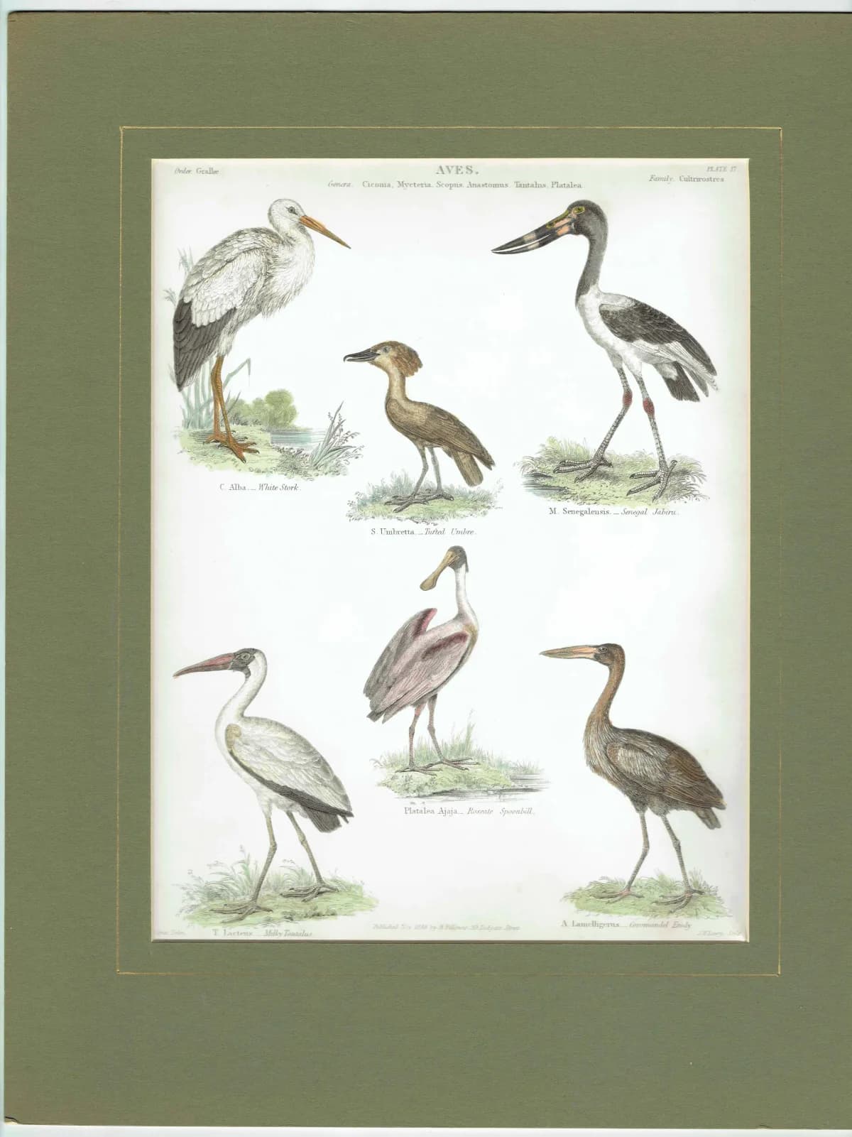 1838 Aves Bird Print - Hand-Coloured print – Stork, Spoonbill, Ibis & Jabiru – 8.5 x 11 in
