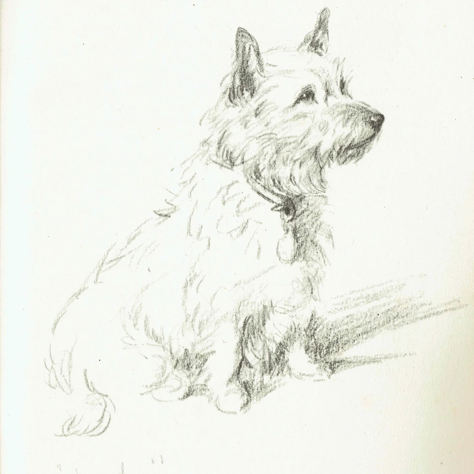 1946 Cairn Terrier 'Judy' - Original Vintage Print By Dawson - Dog Portrait Pet Art Neighbours Book Illustration - 7 x 9.5 in