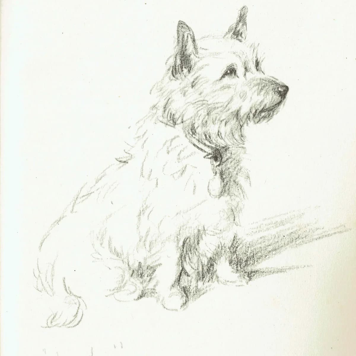 1946 Cairn Terrier 'Judy' - Original Vintage Print By Dawson - Dog Portrait Pet Art Neighbours Book Illustration - 7 x 9.5 in