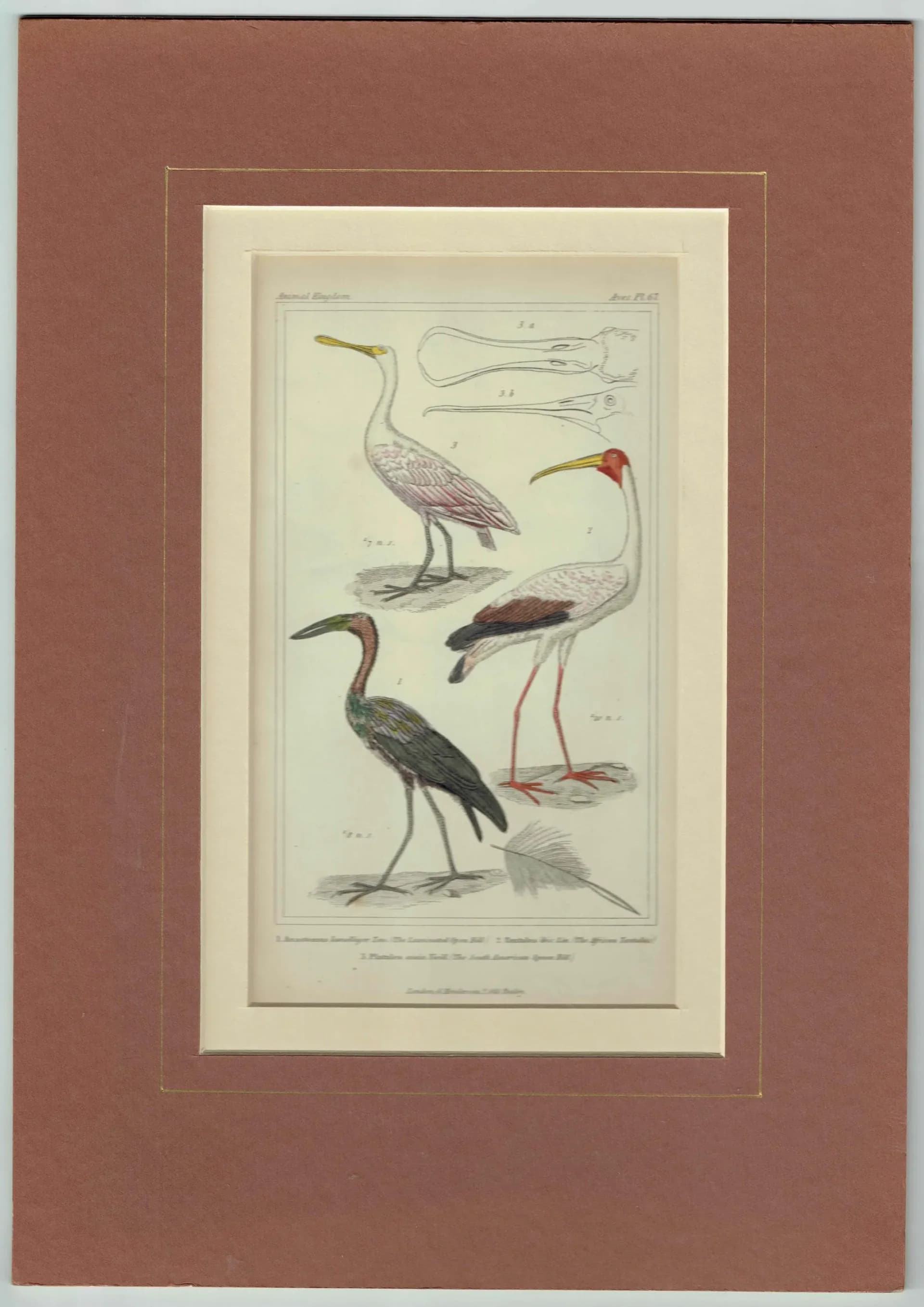 c.1836 Birds Cuvier Animal Kingdom Aves Print - Ibis, Spoonbill, Tantalus Birds Illustration - Ornithology Plate - 8.5 x 5.5 in