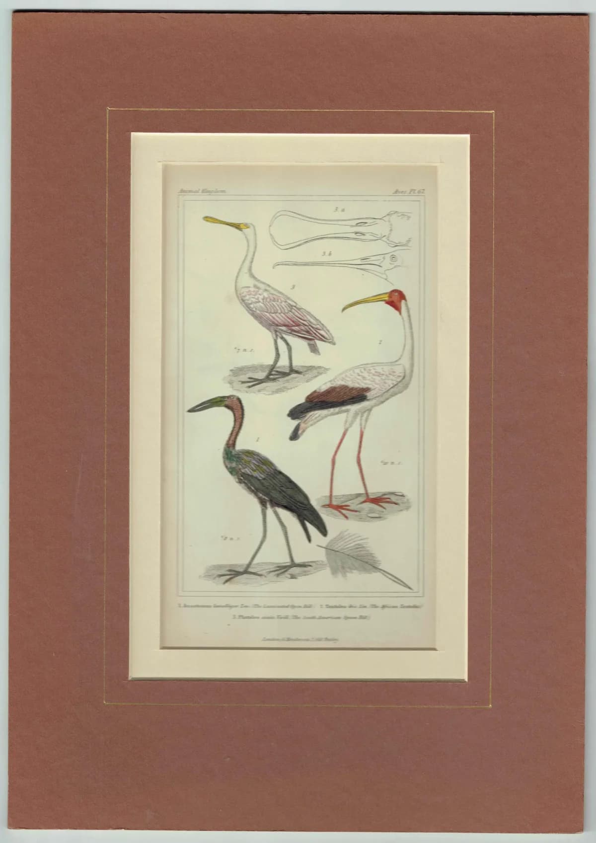 c.1836 Birds Cuvier Animal Kingdom Aves Print - Ibis, Spoonbill, Tantalus Birds Illustration - Ornithology Plate - 8.5 x 5.5 in