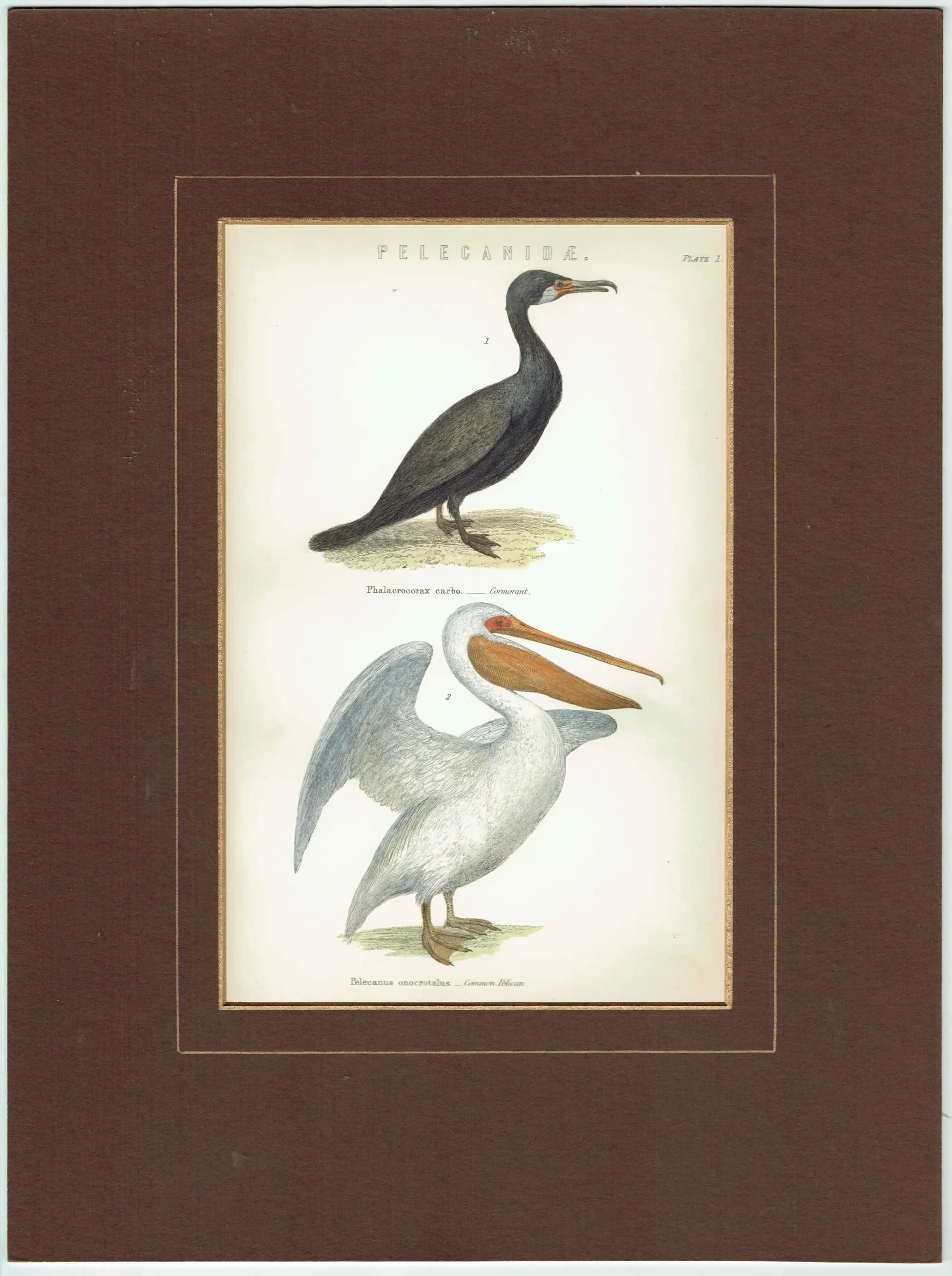 c.1880 Pelecanidae Print - Cormorant & Common Pelican - Hand Coloured Ornithology Art - 9.5 x 6.25 in