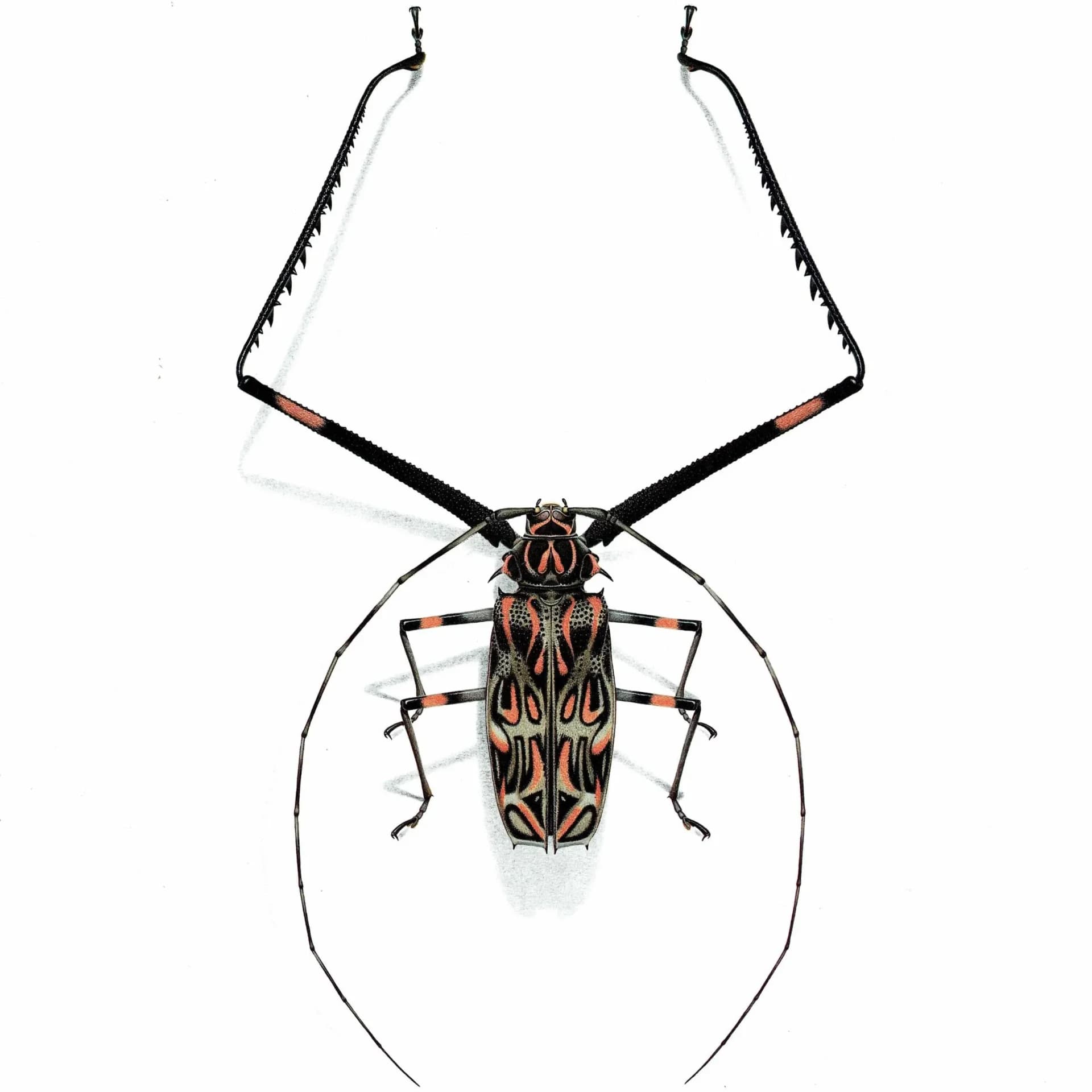 1986 Harlequin Beetle Acrocinus Longimanus Print - Durin Bernard Les Insectes Scientific Illustration - Linnaeus Entomology - 11 x 13 in