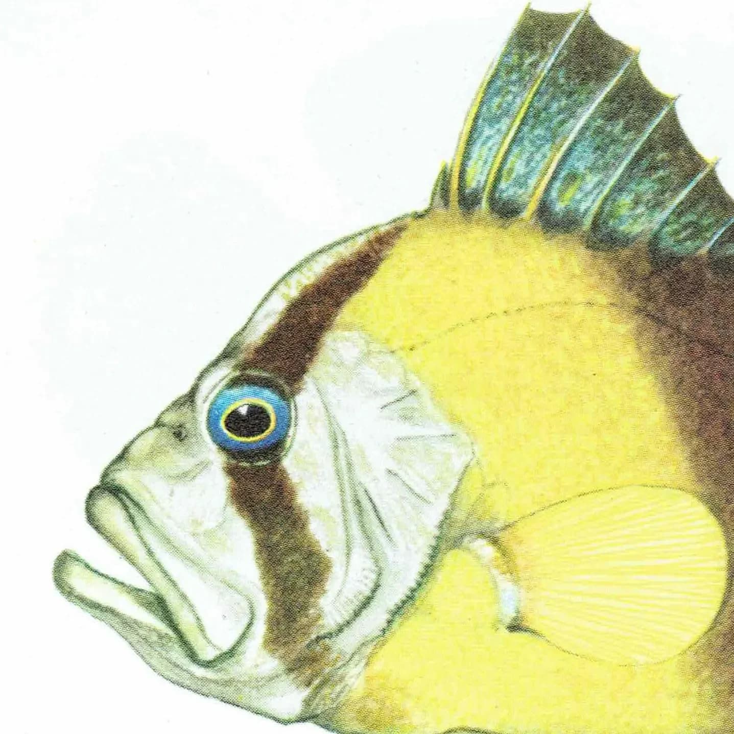 1964 Yellow Emperor & Lunar-tailed Rock Cod - Original Vintage Print By Coates - Great Barrier Reef Fish Science Art - 7 x 9 in