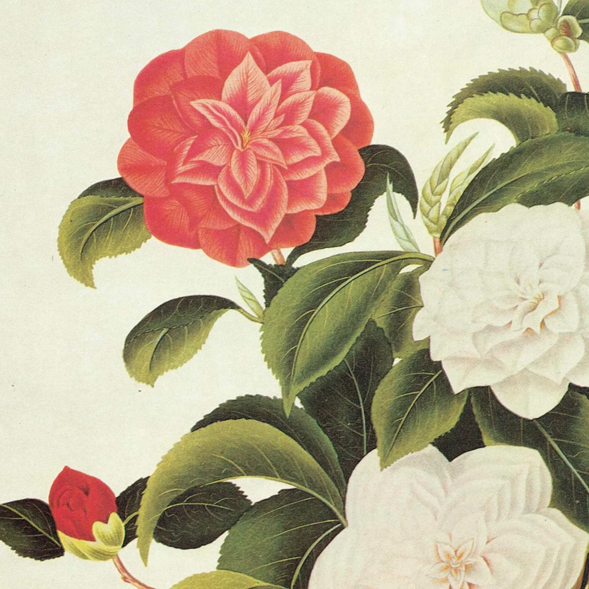 Myrtle Leaved Camellia by Curtis - Botanical Flower Study Plate 3 Monograph on Camellias Original 1984 Vintage Print, Coats - 10 x 14 in