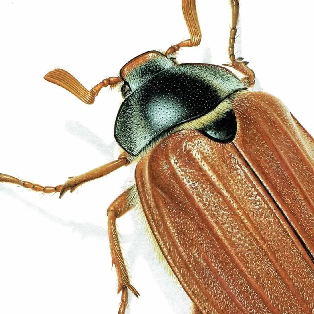 1986 Maybug Common Cockchafer Melolontha Melolontha Print - Durin Bernard Les Insectes Scientific Image - Linnaeus Entomology - 11 x 13 in