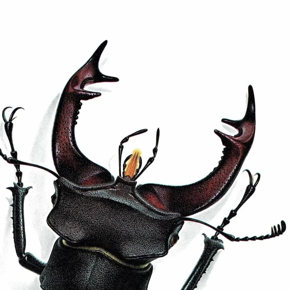 1986 Stag Beetle Lucanus Cervus Print – Bernard Durin Les Insectes Vintage Scientific Illustration – Linnaeus Entomology Art – 11 x 13 in