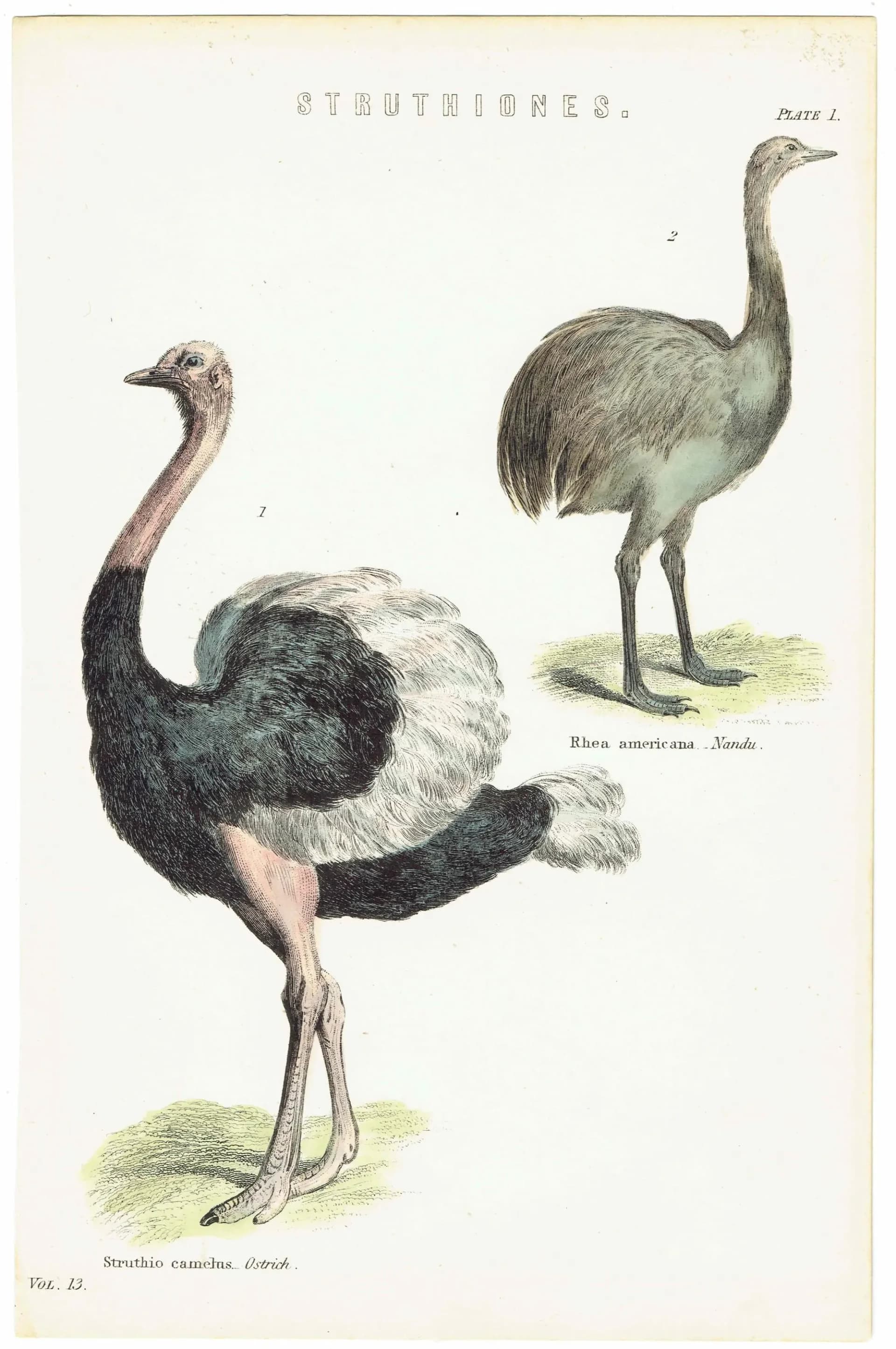 c.1895 Struthiones Ostrich And Rhea Print - Struthio camelus & Rhea americana - Hand Coloured Ornithology Art - 9.5 x 6.25 in