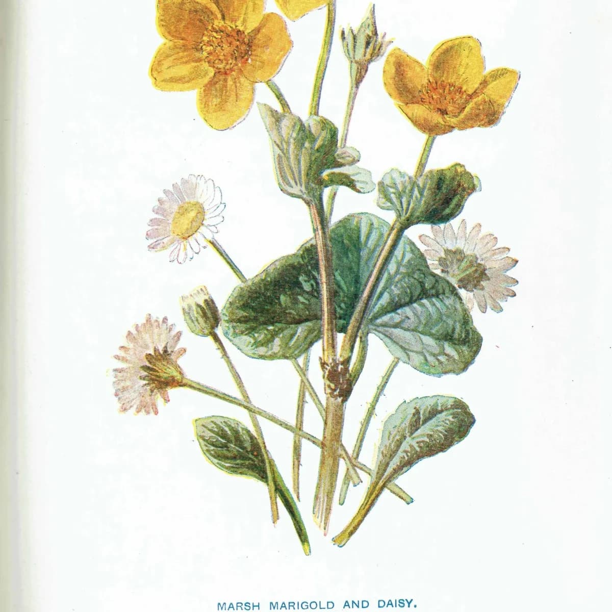 1910s Marsh Marigold & Daisy Victorian Original Antique Print By Hulme - Familiar Wild Flowers Botanical Study - 4.75 x 7.25 in