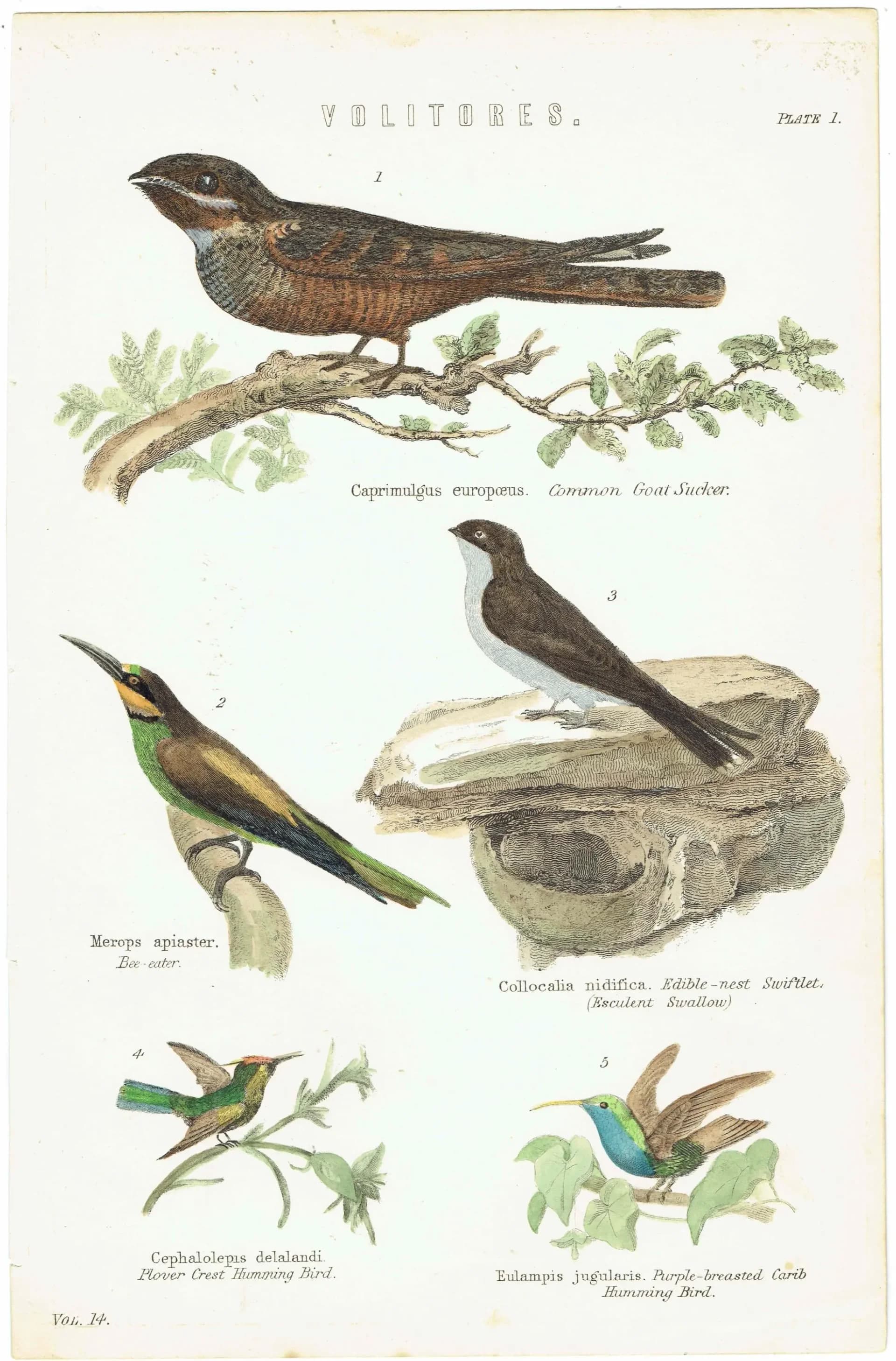 c.1870 Volitores Print - Ornithology Hand Coloured Bird Plate - Nightjar Bee-eater Swiftlet Hummingbird - 9.5 x 6.25 in