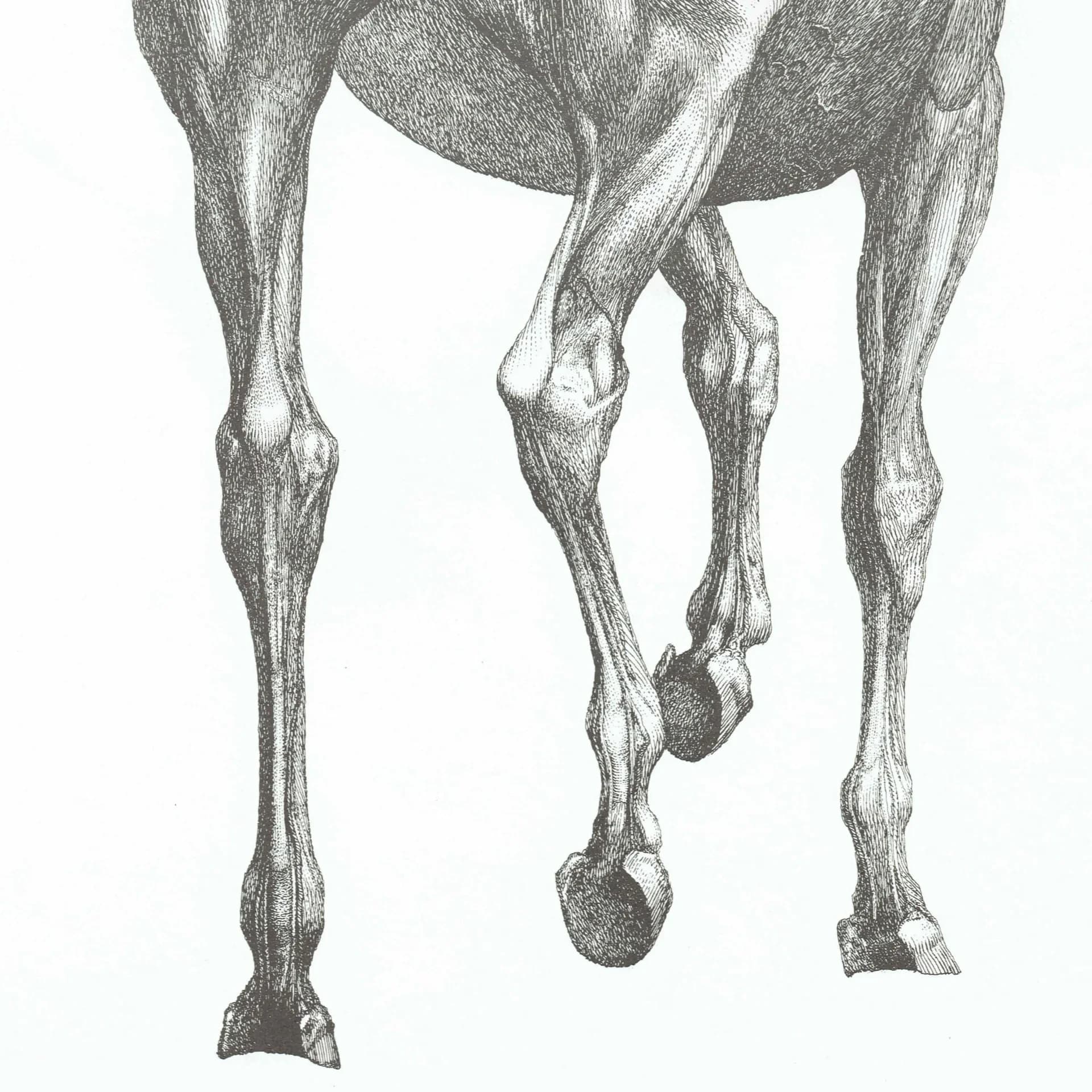 Horse Muscle Anatomy - Original 1976 Vintage Print from 1766 Stubbs etching - Equine Scientific Study Georgian Natural History - 14 x 10 in