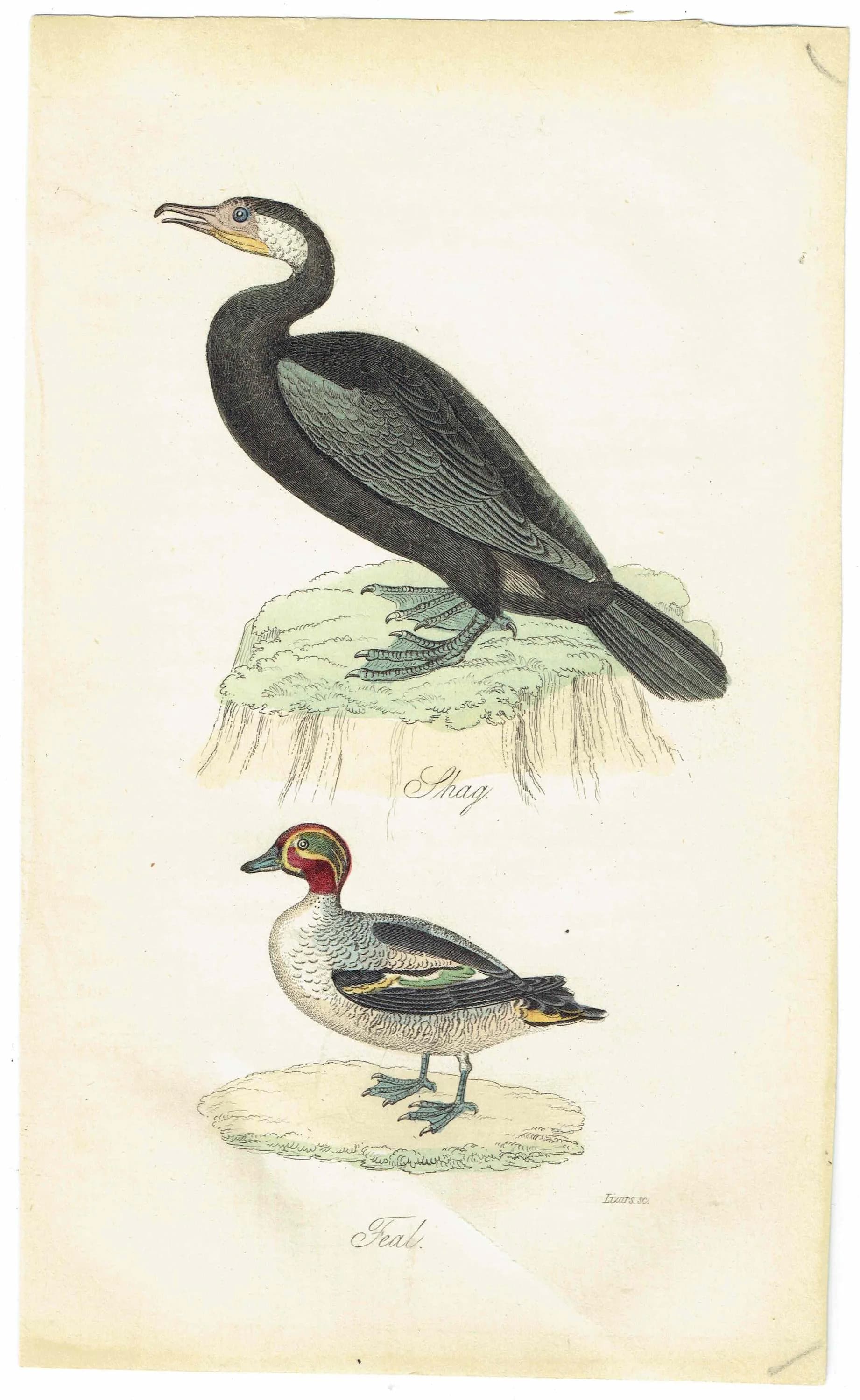 c.1835 Shag & Teal Ornithology Print - Hand-Coloured Engraving - Coastal Shag And Teal Duck - 7 x 4.25 in