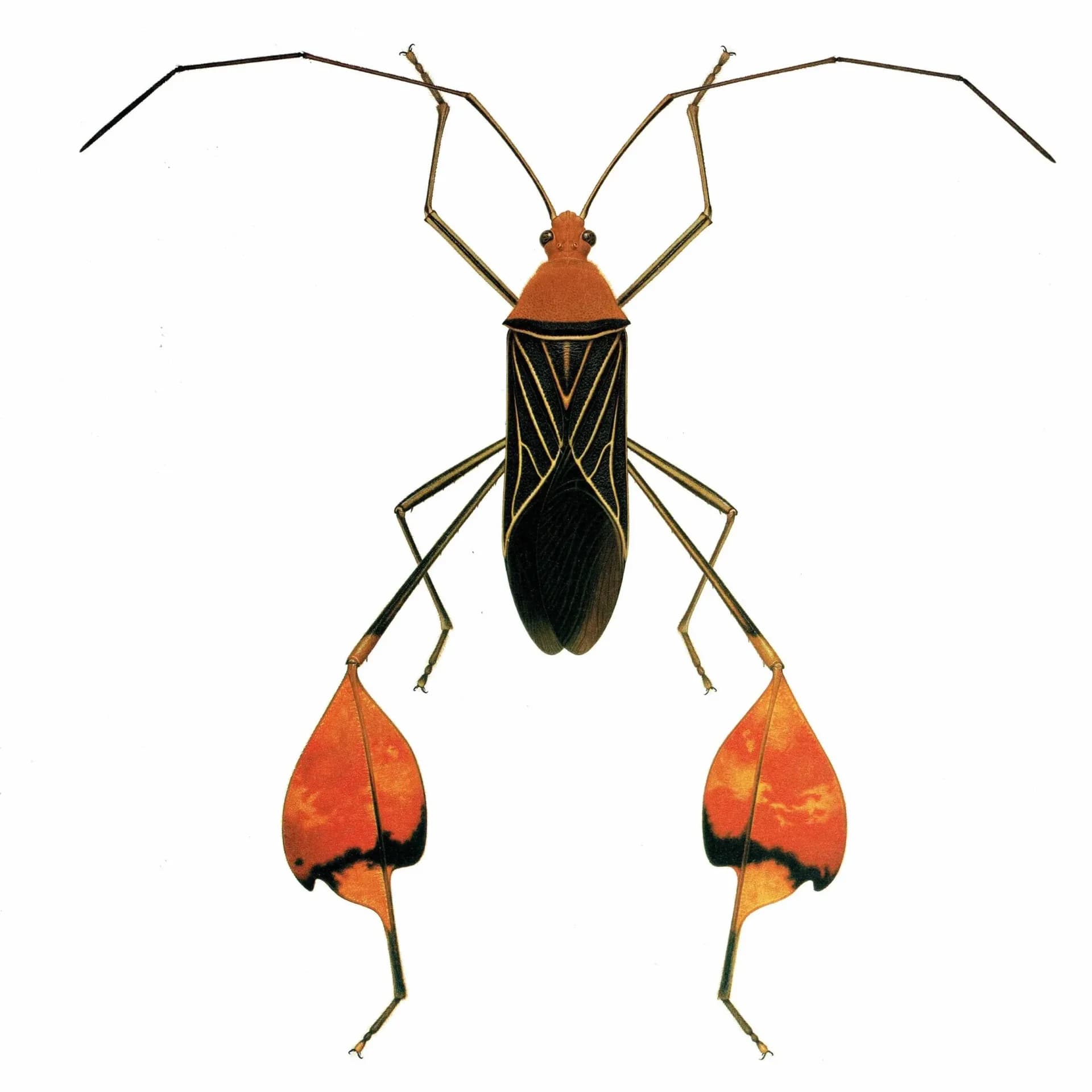1986 Leaf-Footed Bug Anisoscelis Flavolineata Print - Durin Bernard Scientific Illustration - Blanchard Entomology - 11 x 13 in