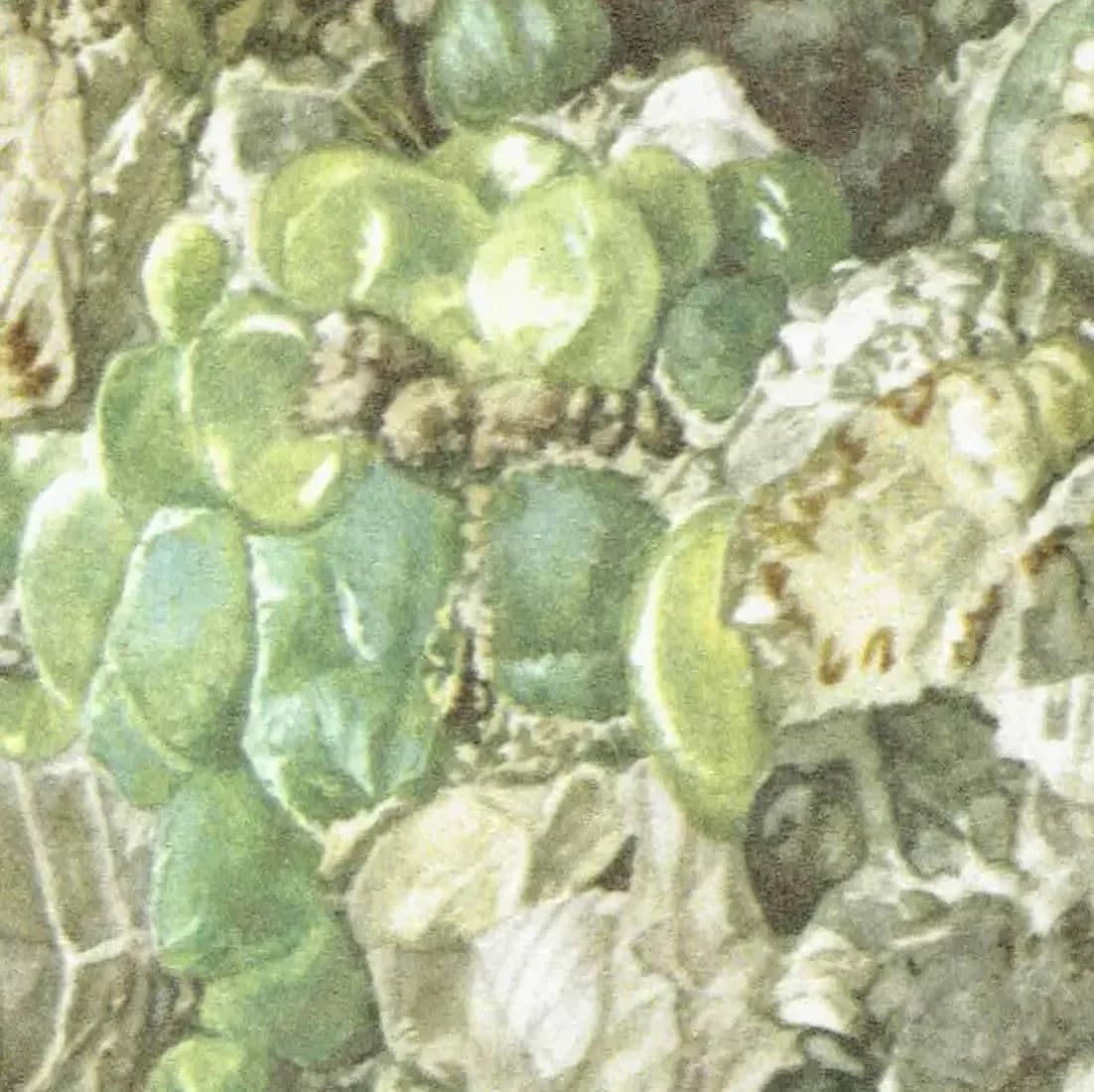 1969 Prehnite Mineral - Original Vintage Print By Caspari - Scientific Natural History Geology Study Collection - 7.5 x 10.5 in