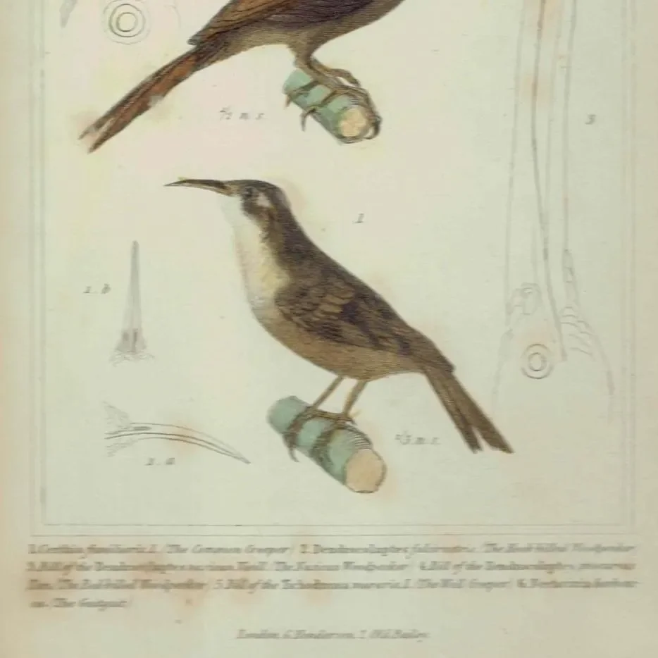 1835 Cuvier Birds Print - Animal Kingdom - Print - Woodpecker & Creeper - Hand-Coloured Ornithology Illustration - 8.5 x 5.5 in