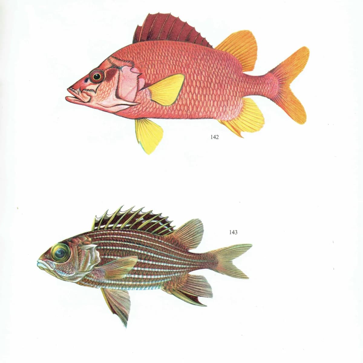 1964 Scarlet-fin Soldierfish & Rock Flag-tail - Original Vintage Print By Coates - Great Barrier Reef Marine Fish Study - 7 x 9 in