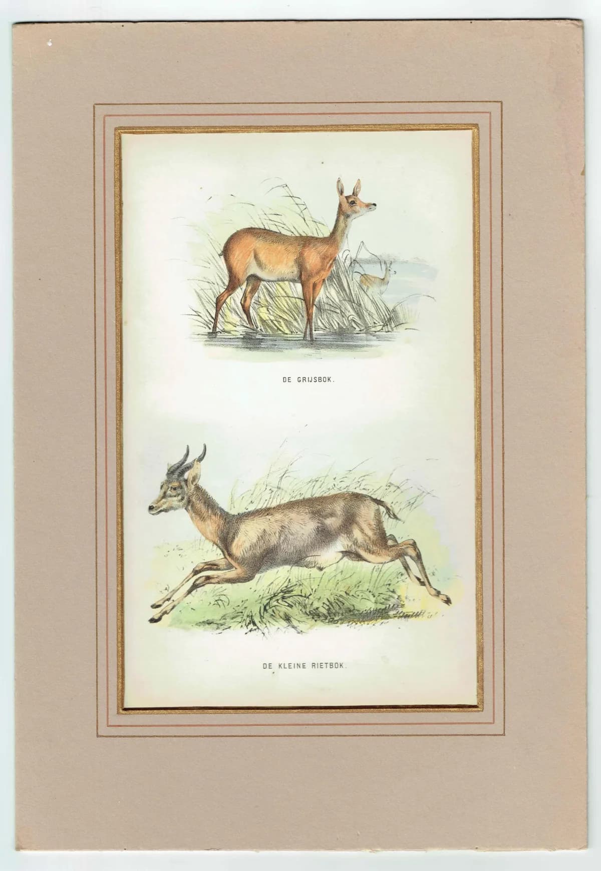 1864 Grey Rhebok & Small Reedbuck Print - Hand-Coloured Antelope Engraving - Vintage Wildlife Art - 6.5×9.5 in
