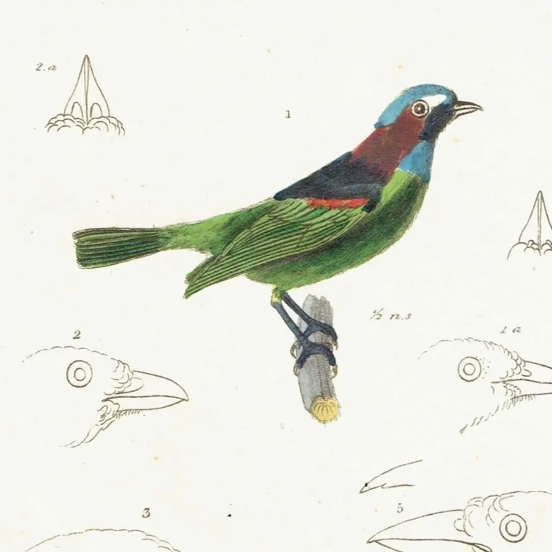 c.1836 Animal Kingdom Aves Pl.61 Antique Bird Print - Blue-headed Tanagra & White-necked Thrush - Hand Coloured Ornithology - 8.5 x 5 in