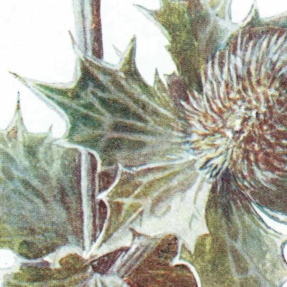 1910s Sea Holly Botanical Winter Original Antique Print By Hulme - Familiar Wild Flowers Edwardian Evergreen - 4.75 x 7.25 in