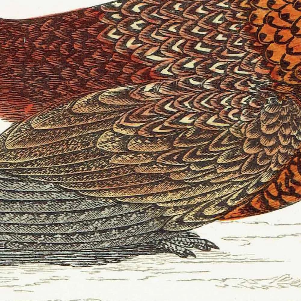 1863 - c.1863 Pheasant - Original Antique Hand-Coloured Engraving By Morris - History of British Birds Victorian Wildlife - 7.25 x 4.75 in