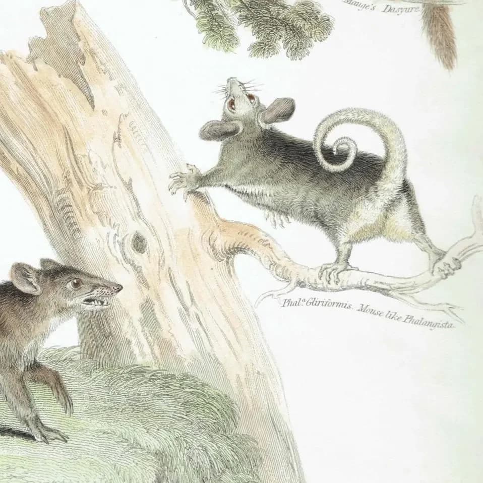 1832 Mammalia Print – Antique Marsupials Opossum - Quoll - Bandicoot - Glider Illustration – 8.5 × 10.75 in