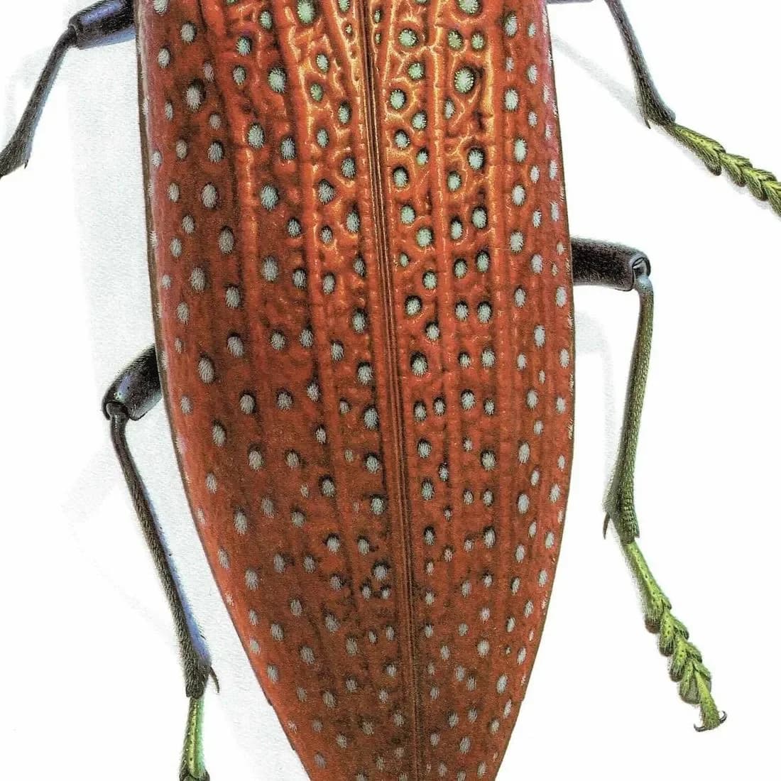 1986 Fale-Eyed Jewel Beetle Lampropepla Rothschildi Print - Durin Bernard Les Insectes Scientific Picture - Gahan Entomology - 11 x 13 in