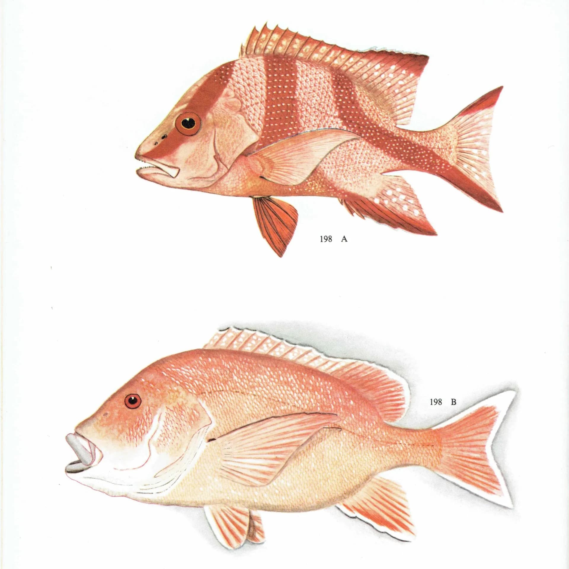 1964 Mangrove Jack & Blue-banded Sea Perch - Original Vintage Print By Coates - Great Barrier Reef Fish Science Art - 7 x 9 in