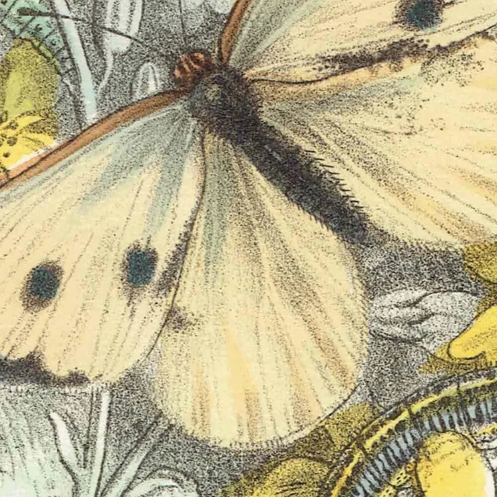 1859 Black-veined White & Great Cabbage White Butterflies - Hand-Coloured Lithograph, Henry Noel Humphreys, Plate III - 7 x 10.4 in