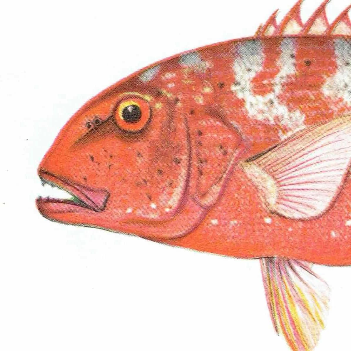 1964 Chinaman-fish Adult & Juvenile - Original Vintage Print By Coates - Great Barrier Reef Fish Science Study - 7 x 9 in