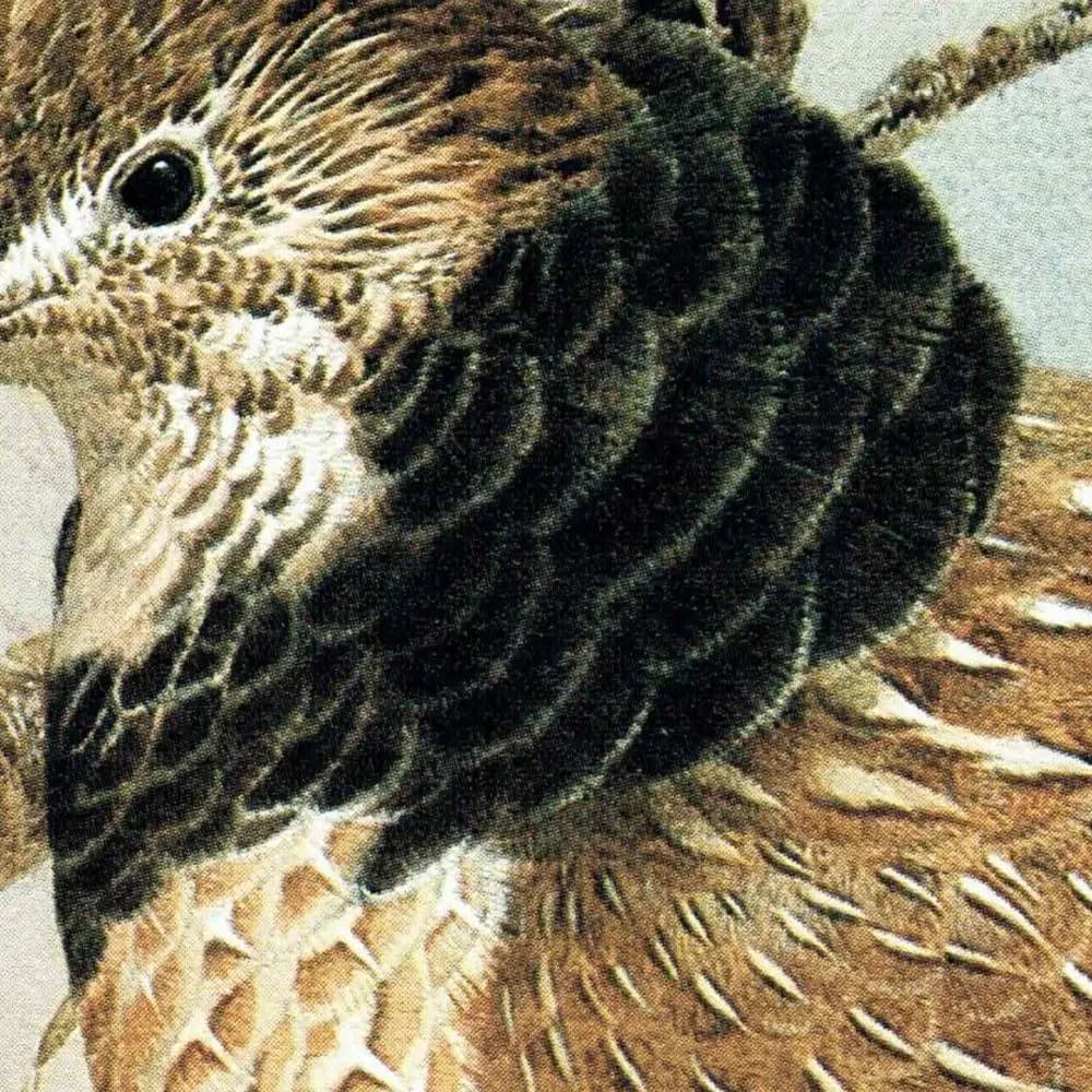 1980s Ruffed Grouse - Game Birds Original Vintage Print By Pledger - Autumn Woodland Wildlife Natural History - 11.5 x 16.5 in