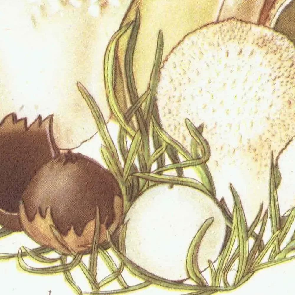 Cauliflower Fungus & Giant Puffball Print – 1943 Botanical Illustration