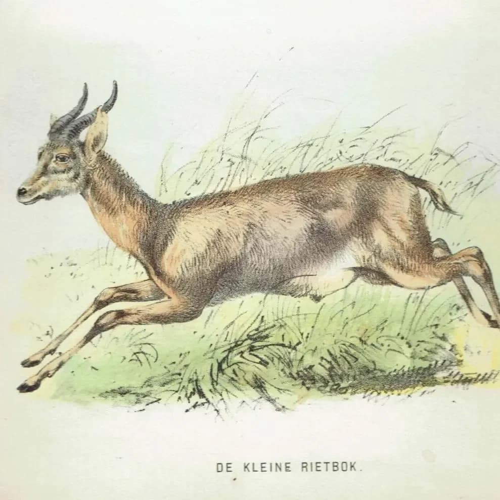 1864 Grey Rhebok & Small Reedbuck Print - Hand-Coloured Antelope Engraving - Vintage Wildlife Art - 6.5×9.5 in
