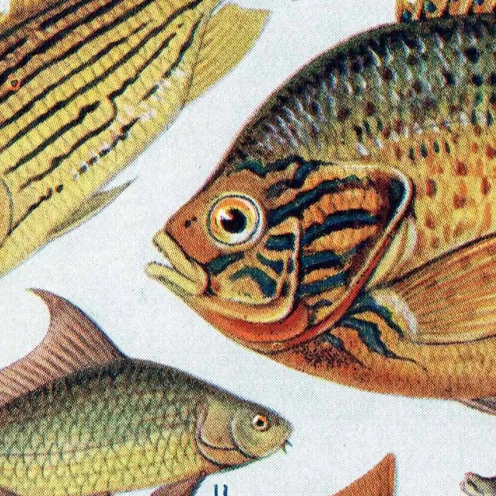 1928 Indian & Canadian Freshwater Fish - Original Vintage Print By Green - I See All Encyclopedia Ichthyology Study - 6 x 9 in