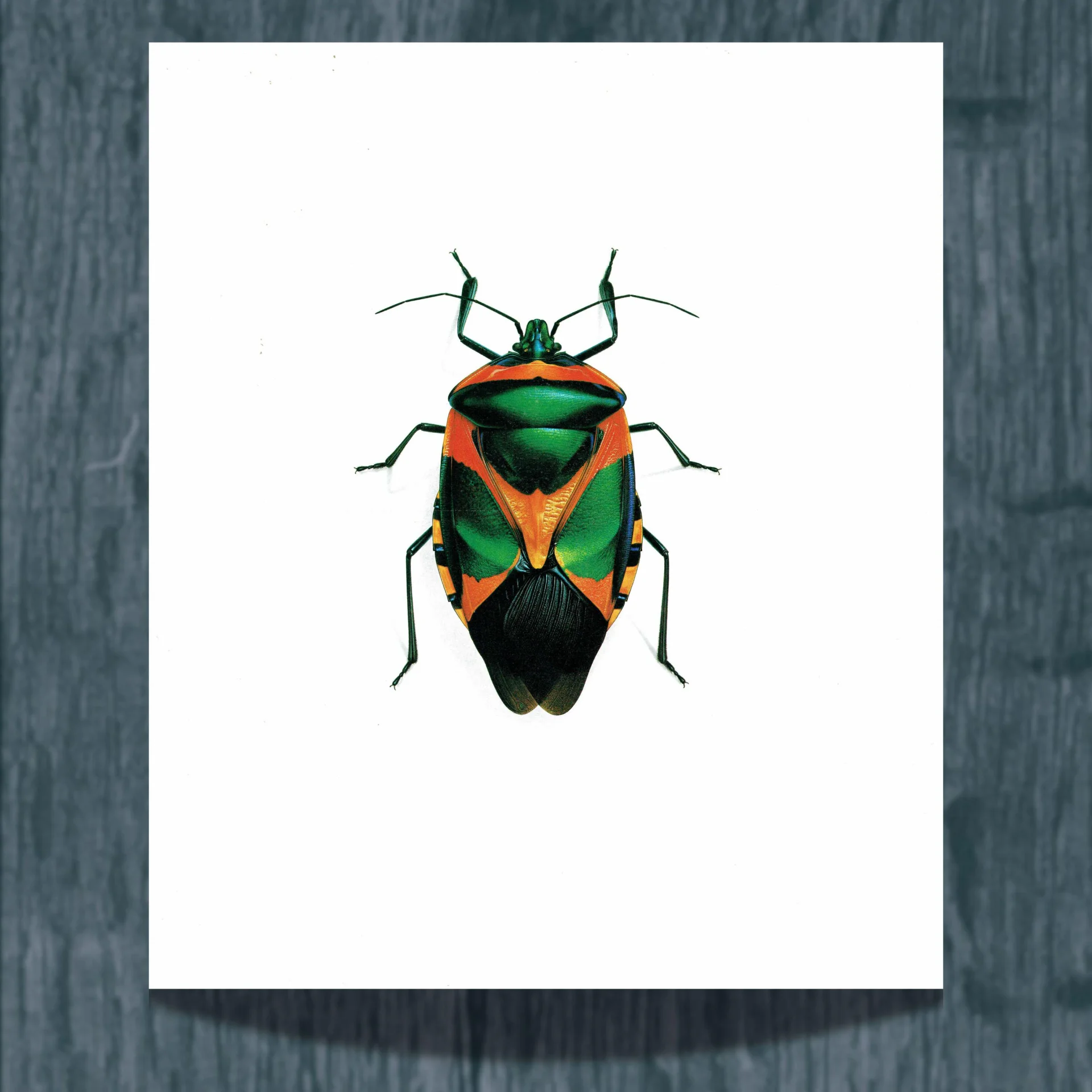 1986 Drury Sheld Chalcocoris Anchorage Bug Print - Durin Bernard Les Insectes Scientific Illustration - Drury Entomology - 11 x 13 in