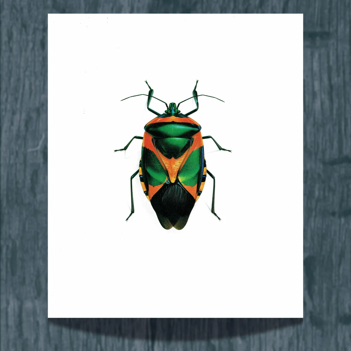 1986 Drury Sheld Chalcocoris Anchorage Bug Print - Durin Bernard Les Insectes Scientific Illustration - Drury Entomology - 11 x 13 in