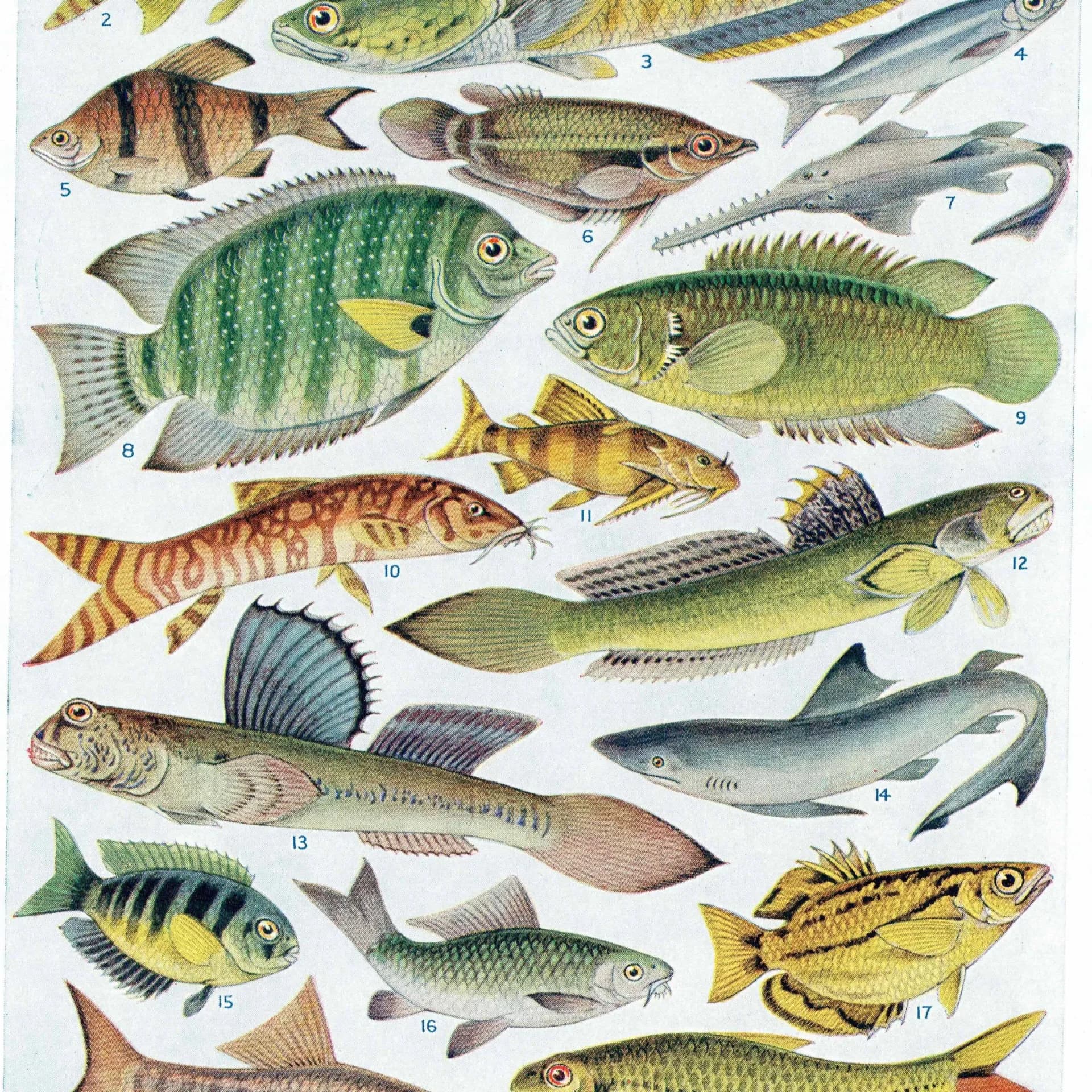 1928 Indian & Canadian Freshwater Fish - Original Vintage Print By Green - I See All Encyclopedia Ichthyology Study - 6 x 9 in