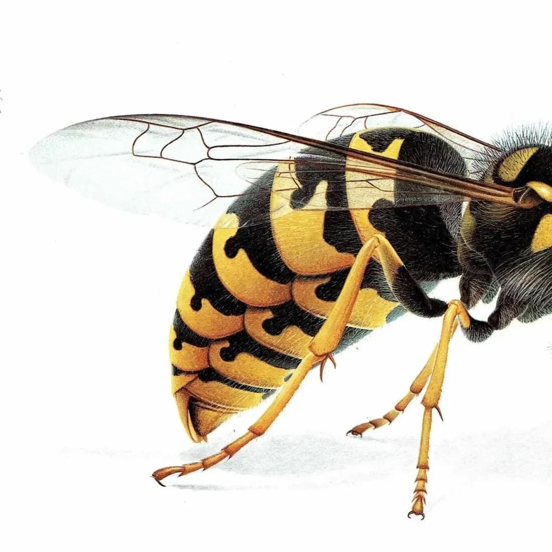 1986 Common Wasp Paravespula Vulgaris Print - Durin Bernard Les Insectes Scientific Illustration - Linnaeus Entomology - 11 x 13 in