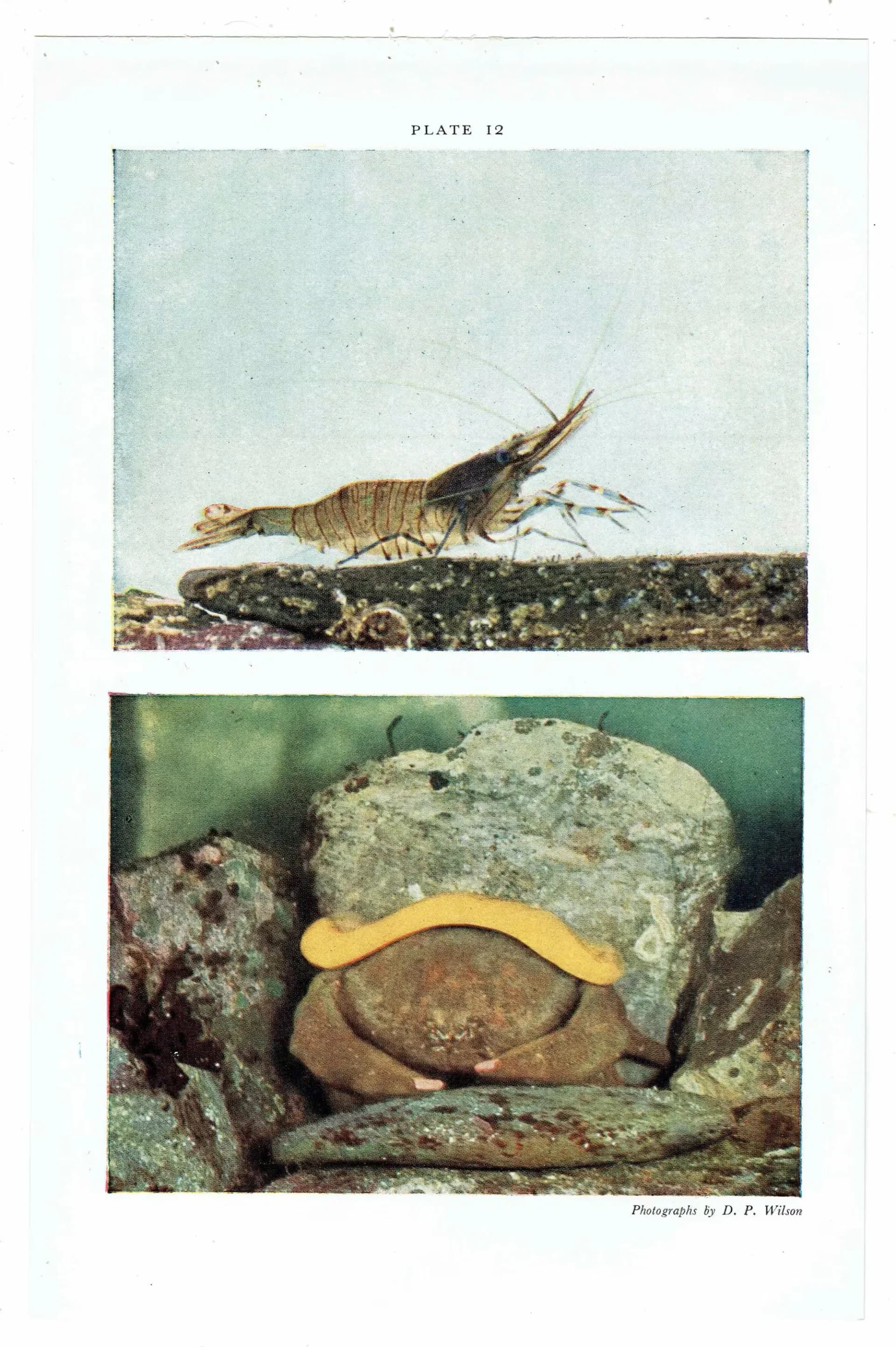 1959 Devonshire Cup-Corals Marine Photography Print - Common Prawn Sponge Crab - Underwater Sea Life Photography 5 x 8.25 in