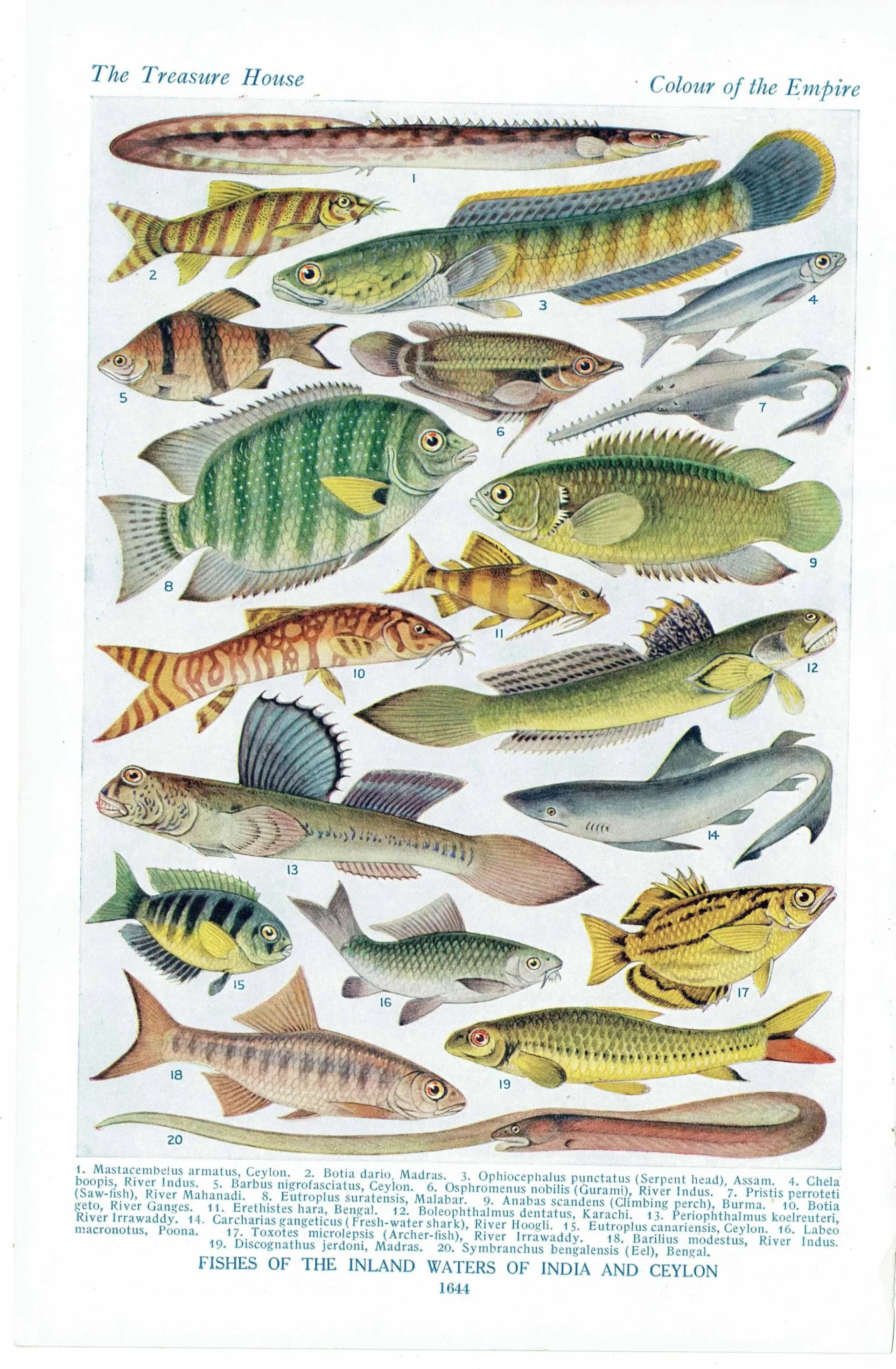 1928 Indian & Canadian Freshwater Fish - Original Vintage Print By Green - I See All Encyclopedia Ichthyology Study - 6 x 9 in