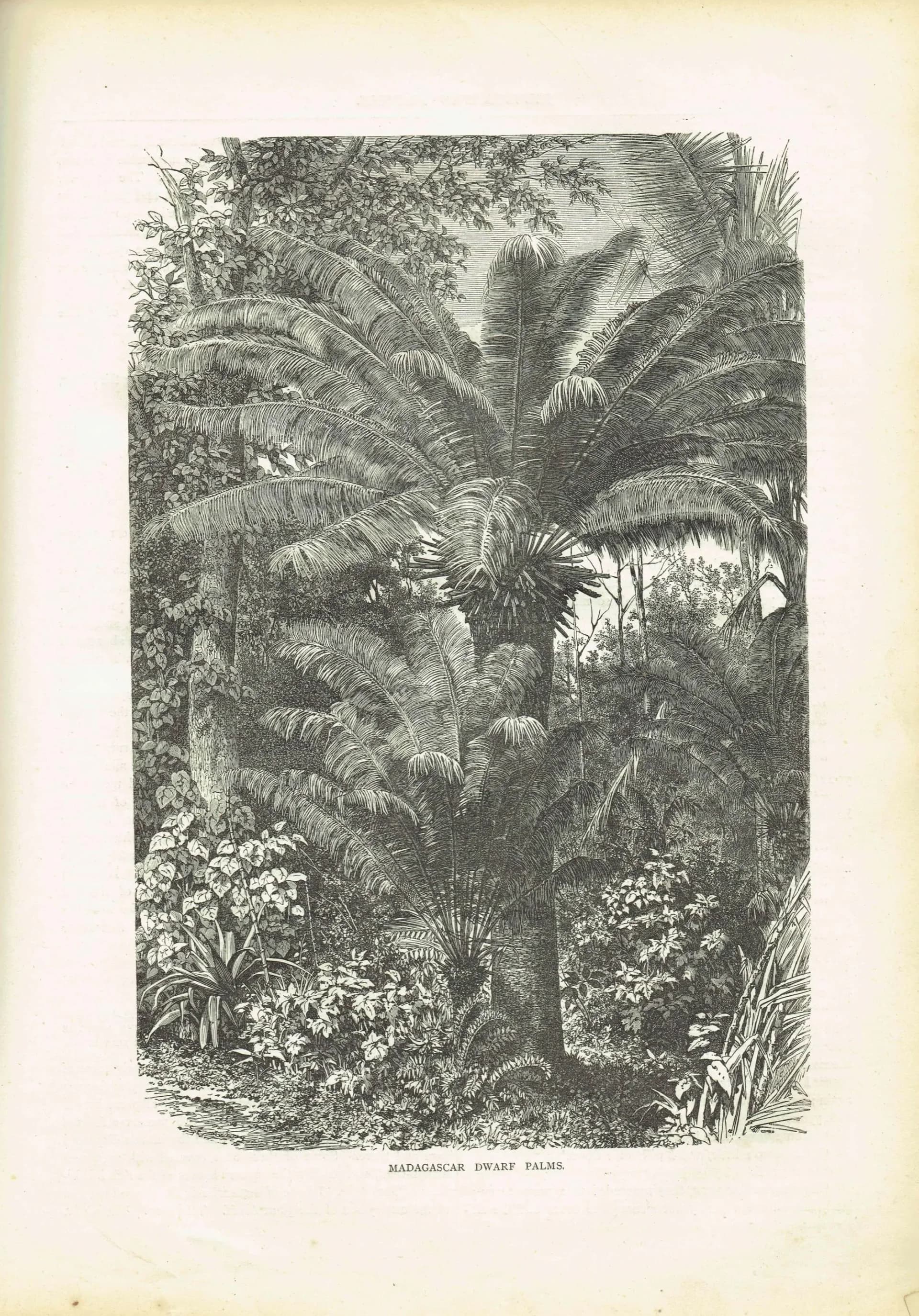 1869 Madagascar Dwarf Palms - Original Antique Print By Bates - Tropical Landscape Geography Botanical Engraving - 8.75 x 11.75 in