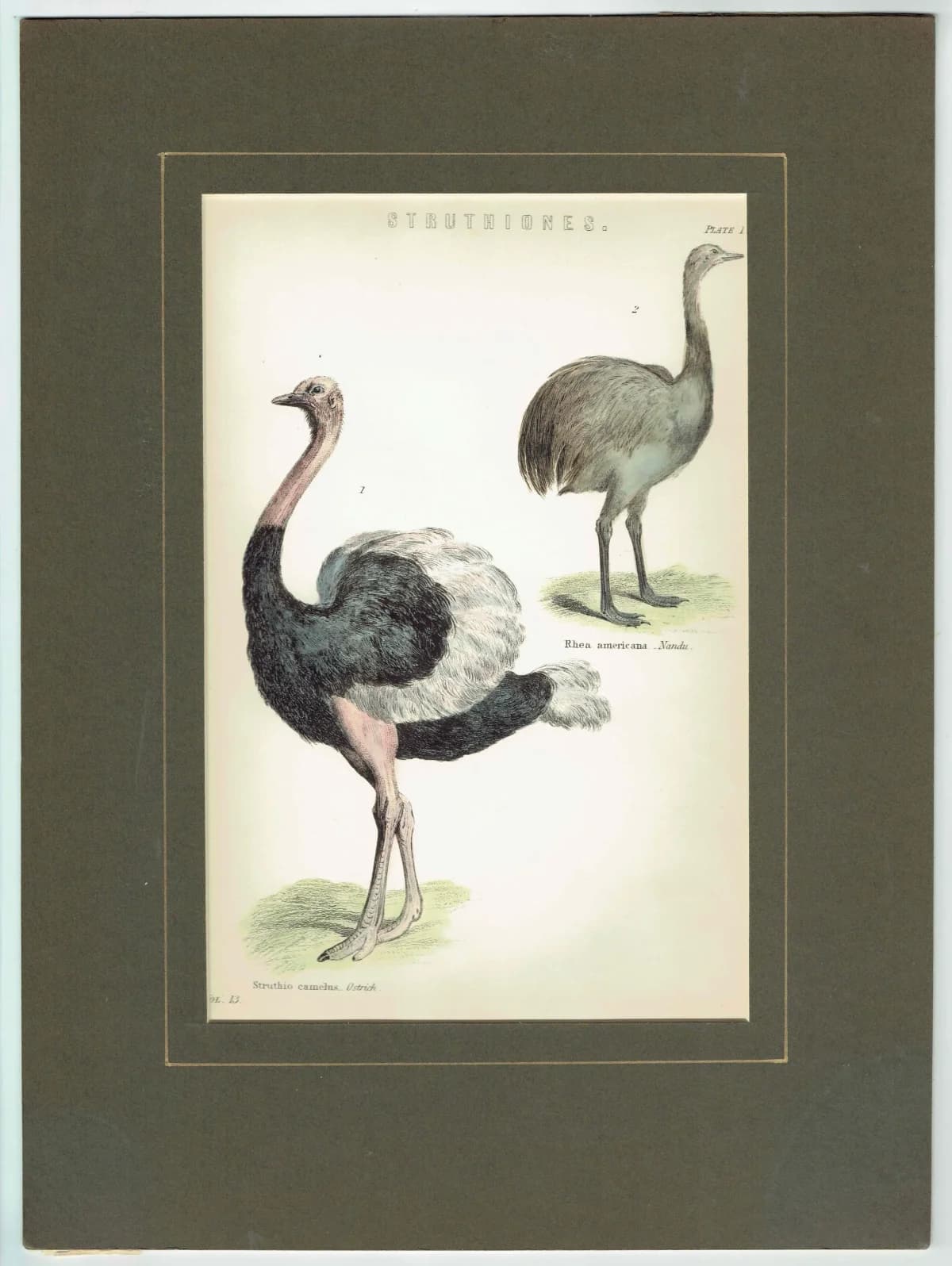 c.1895 Struthiones Ostrich And Rhea Print - Struthio camelus & Rhea americana - Hand Coloured Ornithology Art - 9.5 x 6.25 in