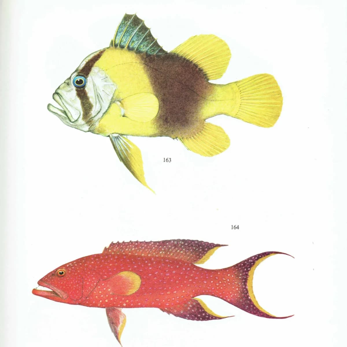 1964 Yellow Emperor & Lunar-tailed Rock Cod - Original Vintage Print By Coates - Great Barrier Reef Fish Science Art - 7 x 9 in