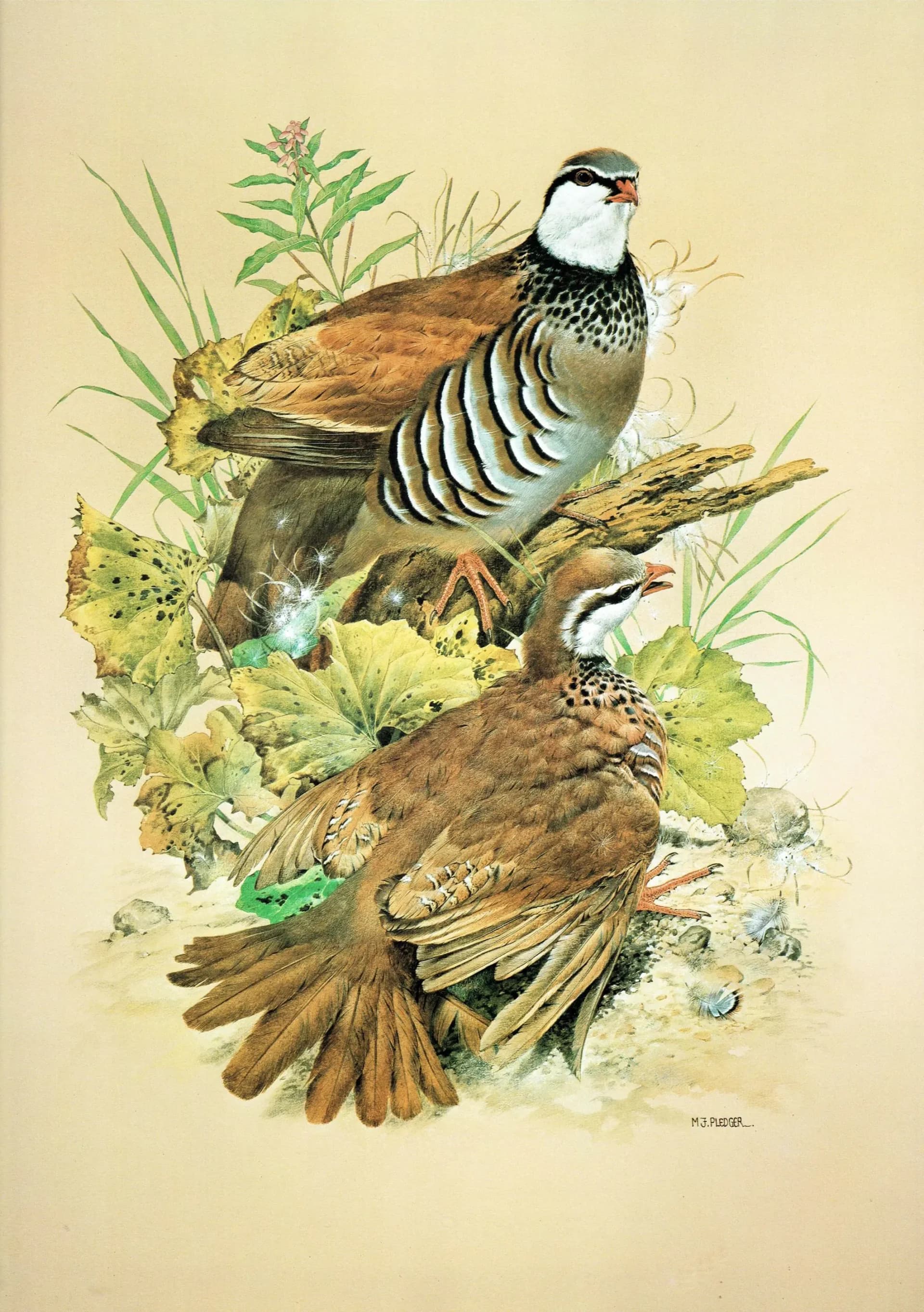 1981 Red-Legged Partridge Alectoris Rufa - Game Birds - Maurice Pledger Original Vintage Wildlife Art - 11.5 x 16.5 in