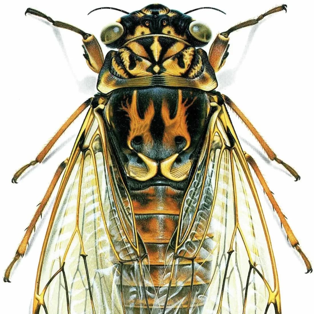 1986 Ash Cicada Tettigia Orni Print - Durin Bernard Les Insectes Scientific Illustration - Linnaeus Entomology - 11 x 13 in