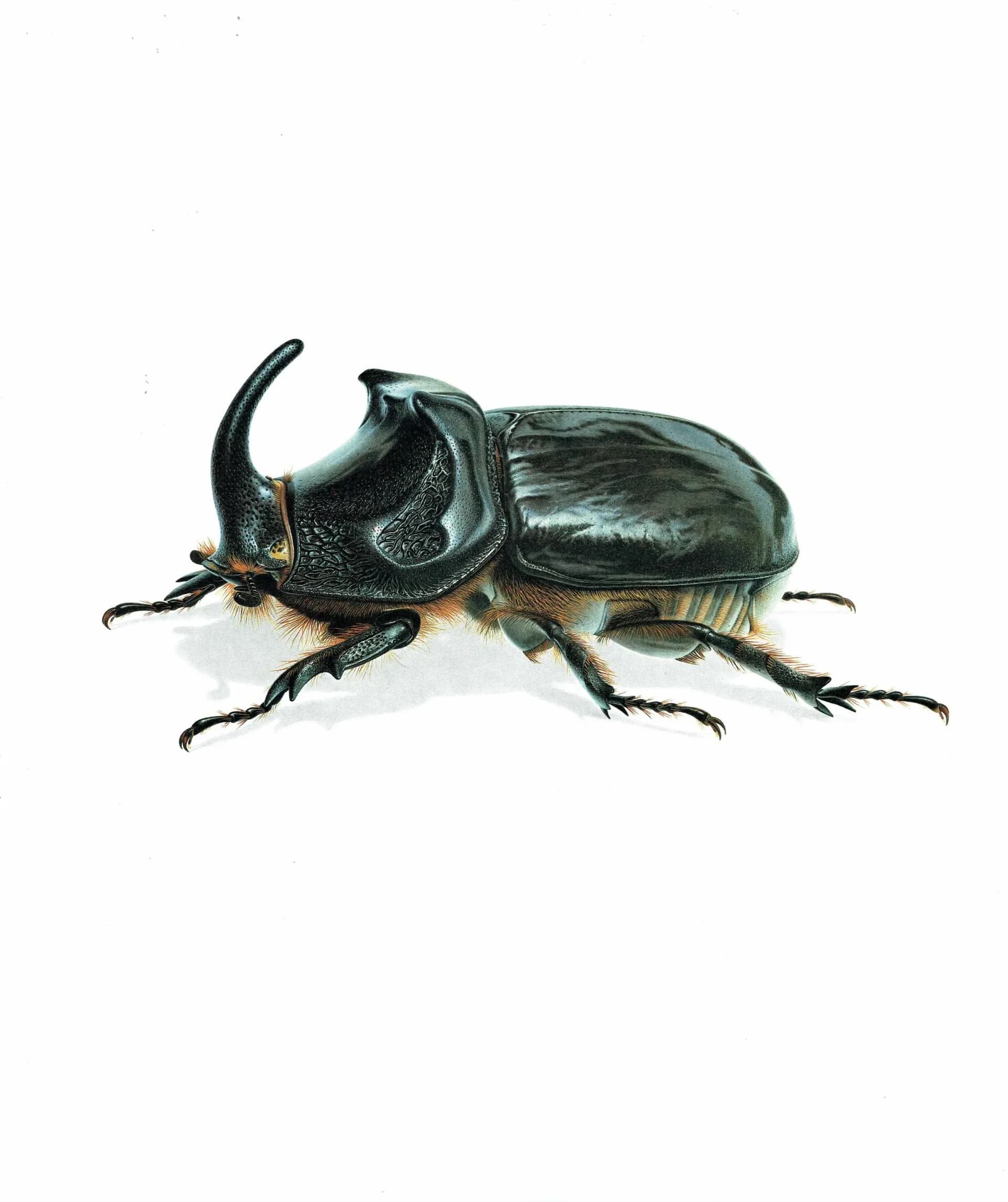 1986 European Rhinoceros Beetle Oryctes Nasicornis Print - Durin Bernard Les Insectes Scientific Illustration - Entomology - 11 x 13 in