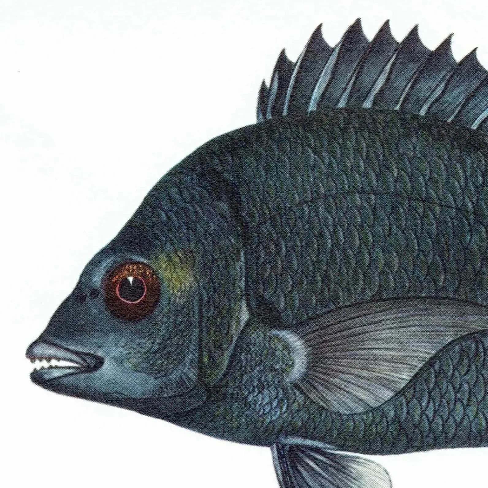 1964 Pikey Bream & Great Trevally - Original Vintage Print By Coates - Great Barrier Reef Fish Study Marshall - 7 x 9 in
